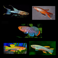 Voorbeeld - kopie - kopie - kopie - kopie8